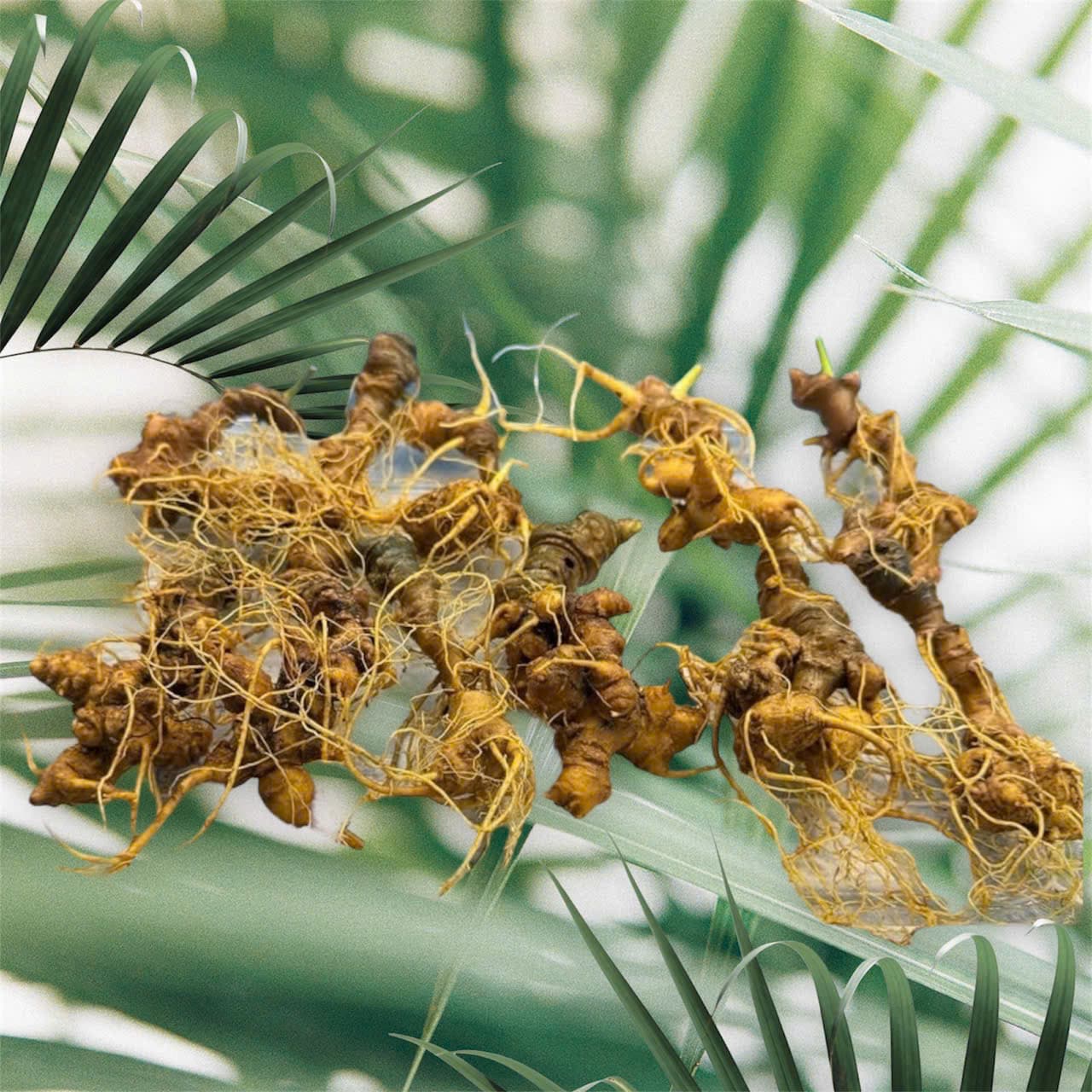 Quy Trình Sản Xuất Sâm Ngọc Linh: Từng Bước Đảm Bảo Chất Lượng Tối Ưu