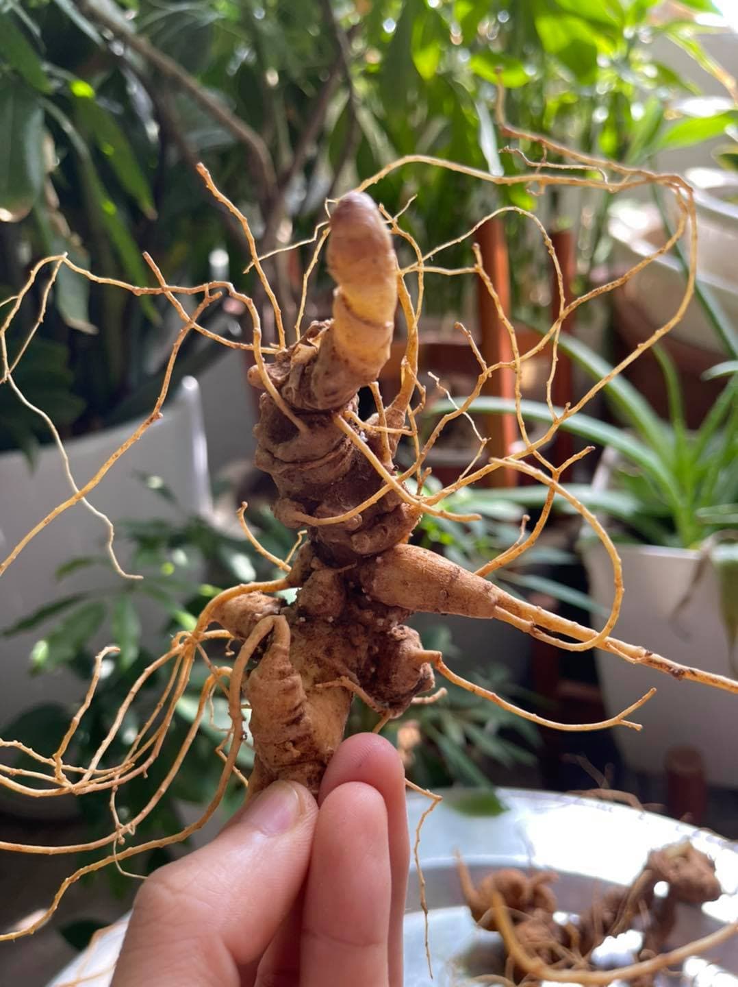 Hướng Dẫn Cách Nhận Biết Sâm Lai Châu Chuẩn Nhất, Đơn Giản Nhất