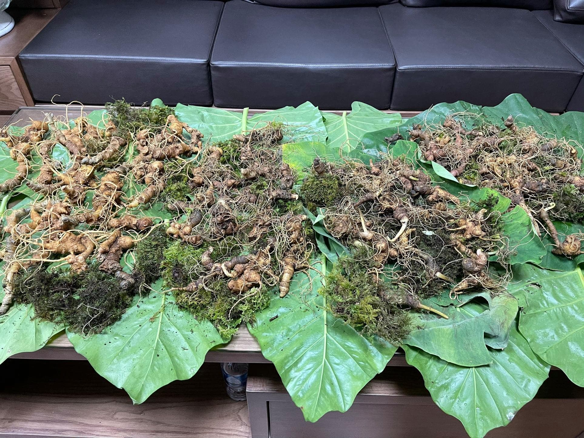 Sâm Lai Châu Có Vị Gì? Tìm Hiểu Vị Ngọt Đặc Trưng Của Loại Thảo Dược Quý