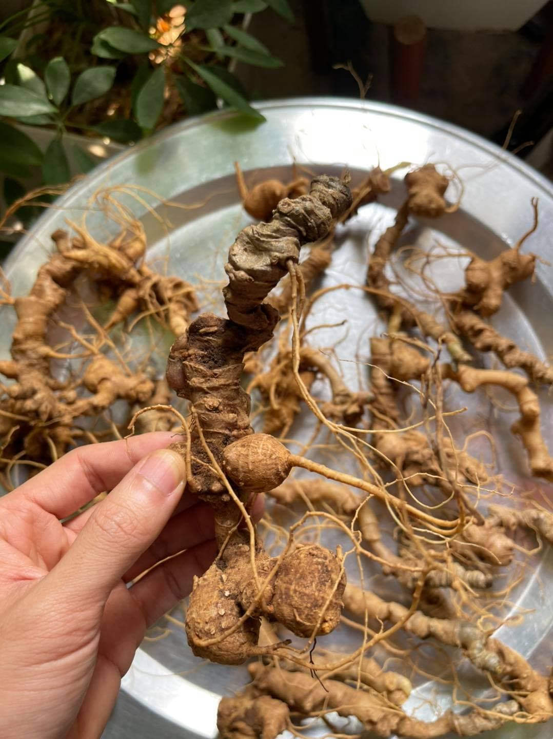 Nguồn Gốc Sâm Lai Châu: Khám Phá Loại Thảo Dược Quý Hiếm