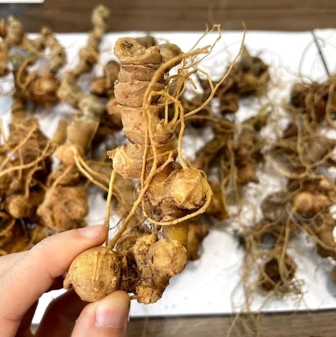 Tìm Hiểu Các Cách Chế Biến Sâm Lai Châu Phổ Biến Nhất