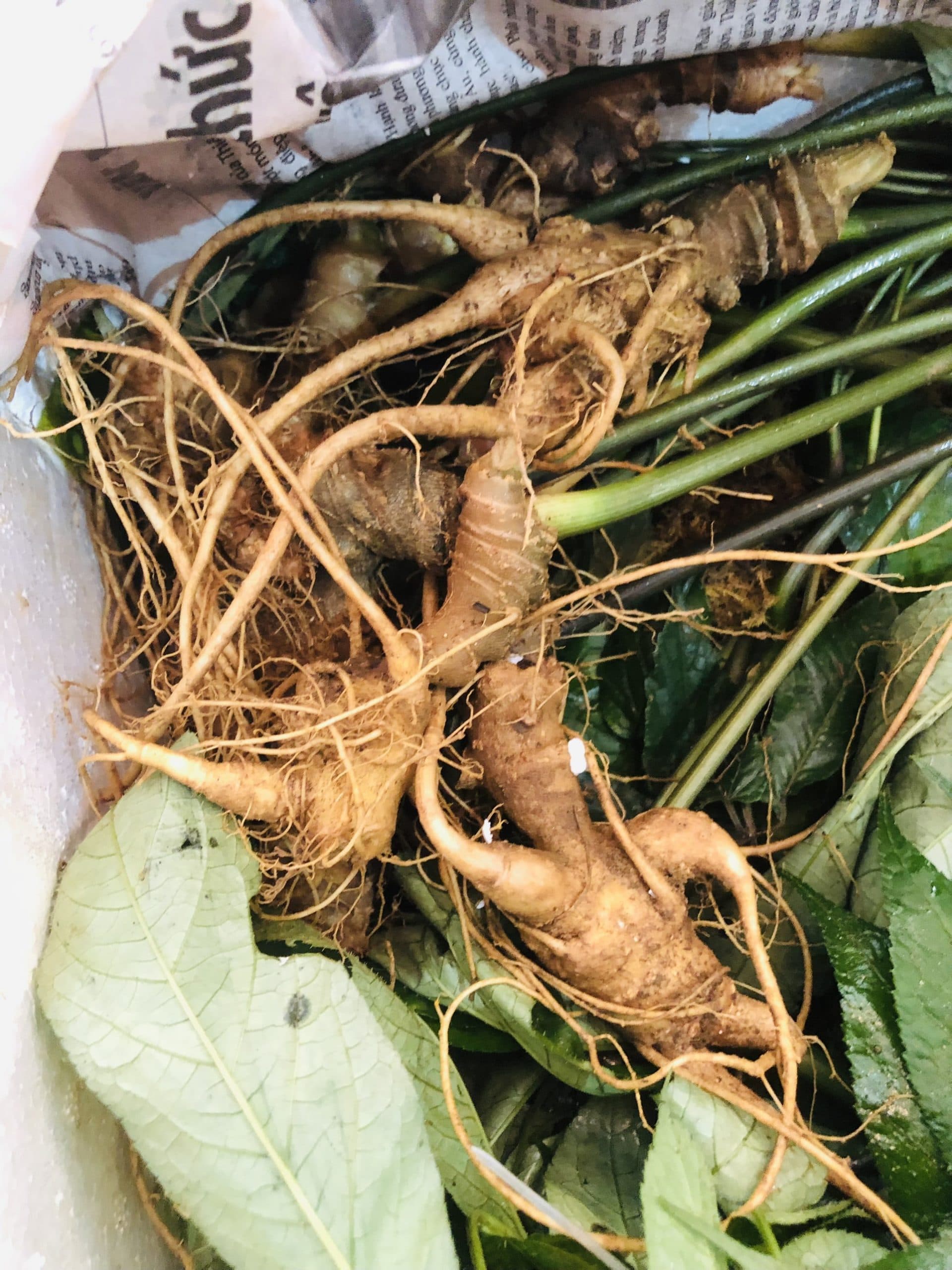 Sơ lược về sâm Ngọc Linh