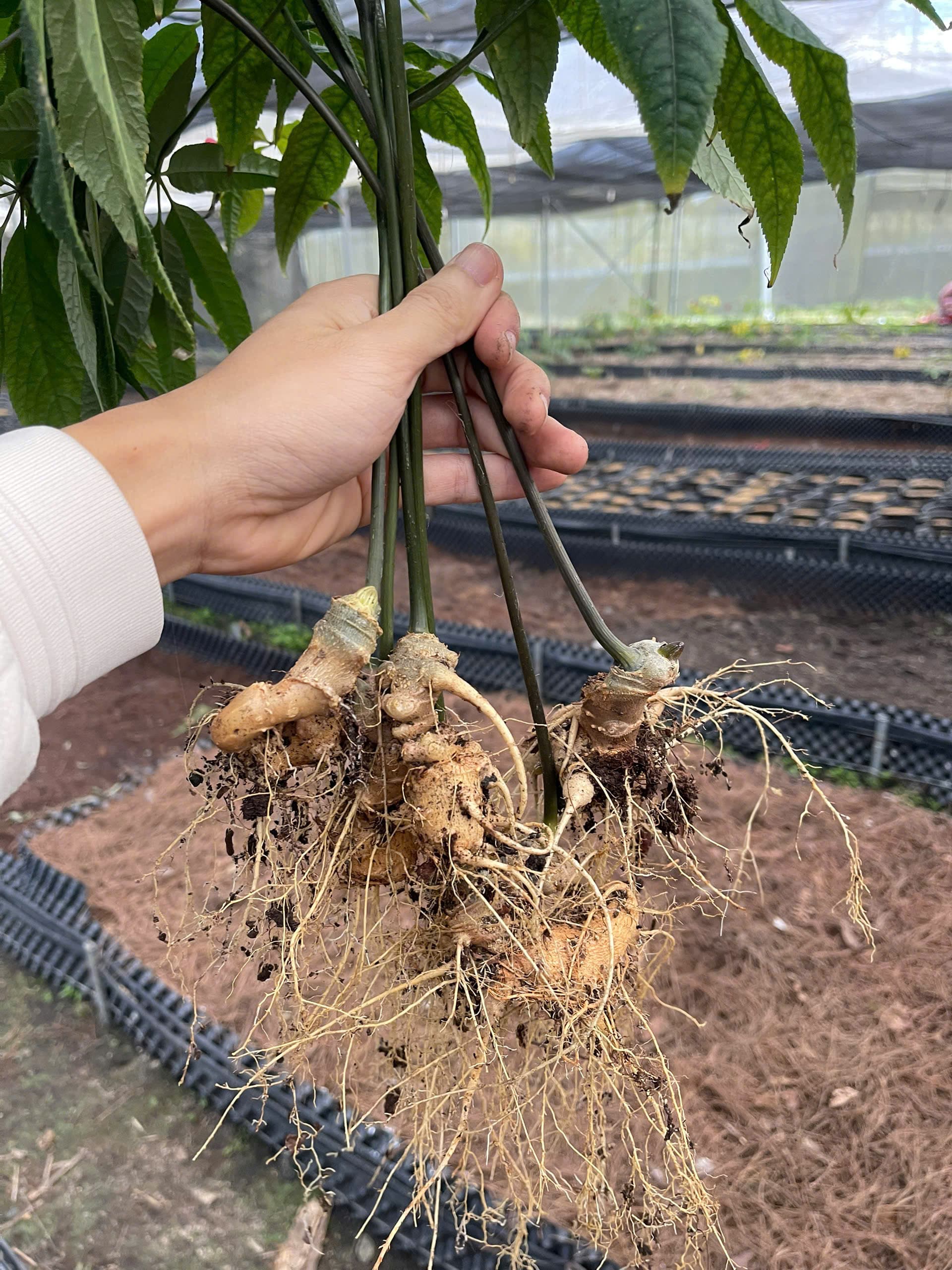 Giới thiệu về củ sâm Ngọc Linh