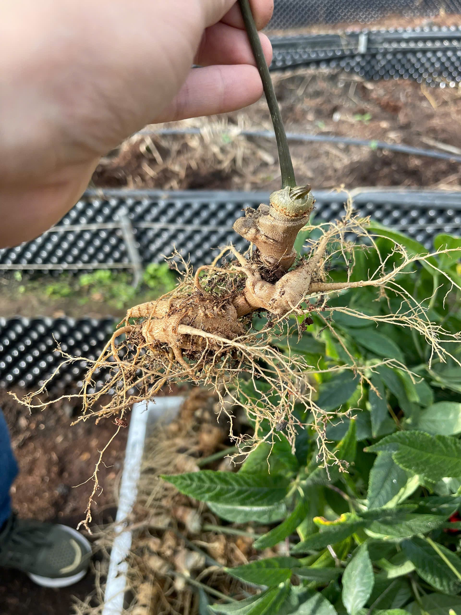 Cải thiện hệ tiêu hóa