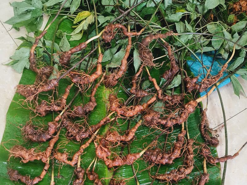 Sâm Lai Châu Là Gì?