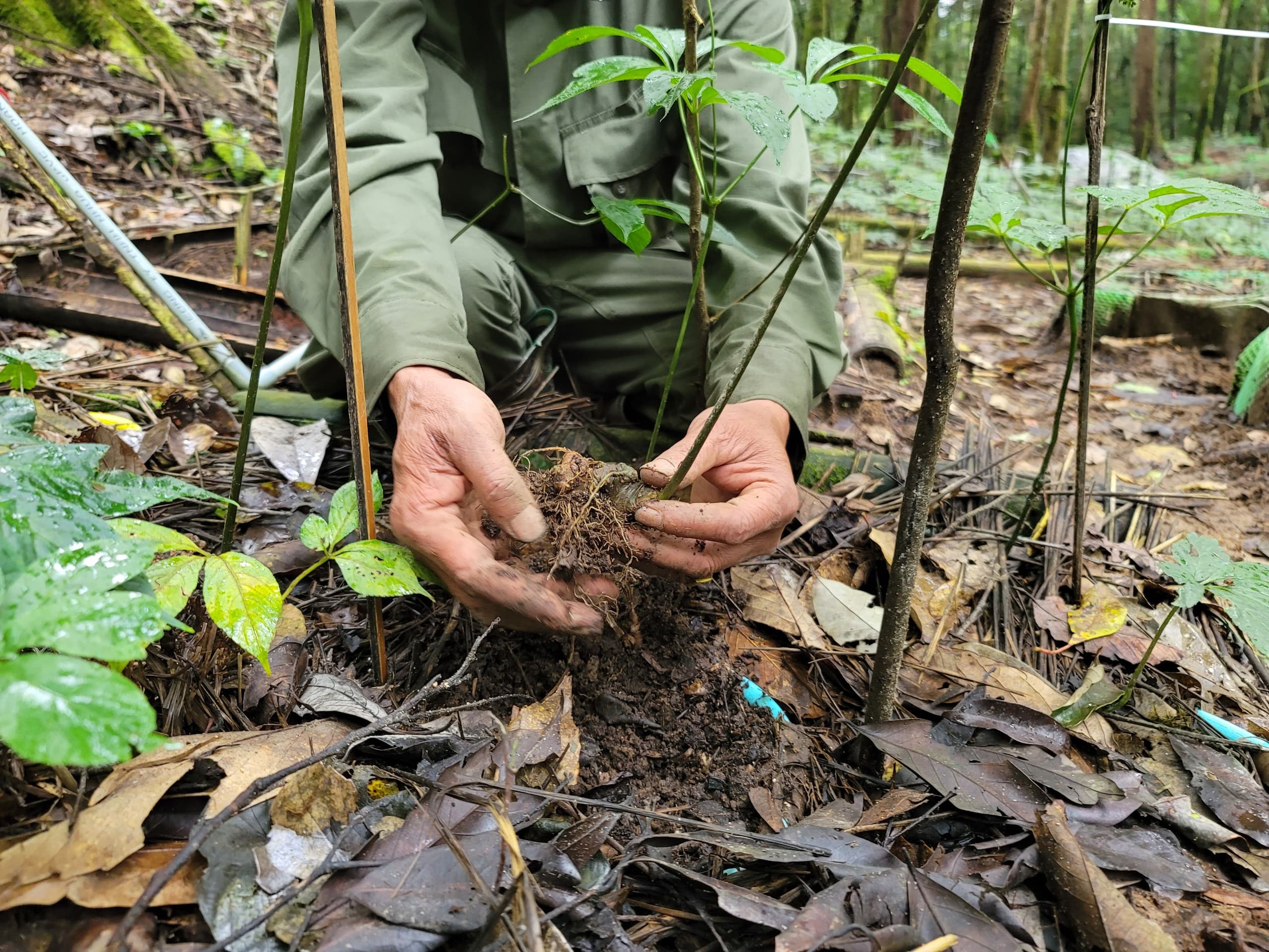 Làm cách nào để mua được sâm Ngọc Linh chính hãng