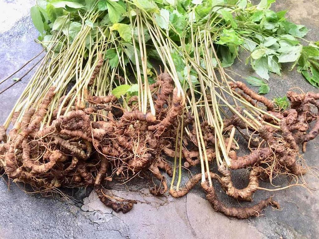 Giới thiệu về Sâm Việt Nam