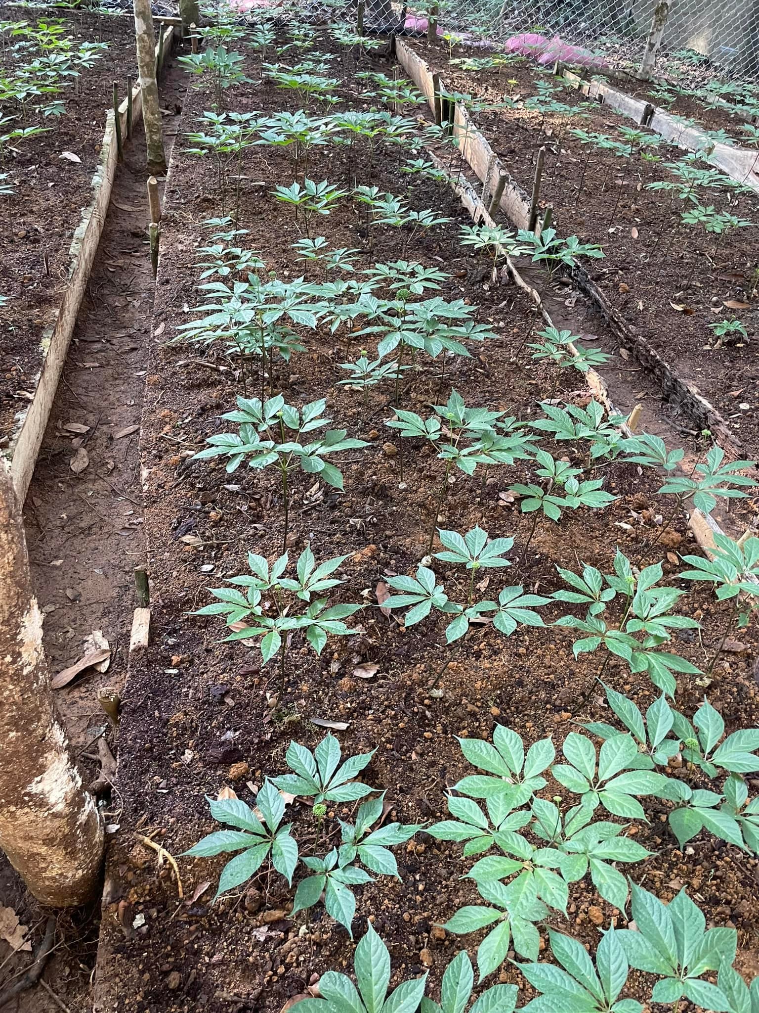 Điều kiện tự nhiên để trồng sâm Ngọc Linh