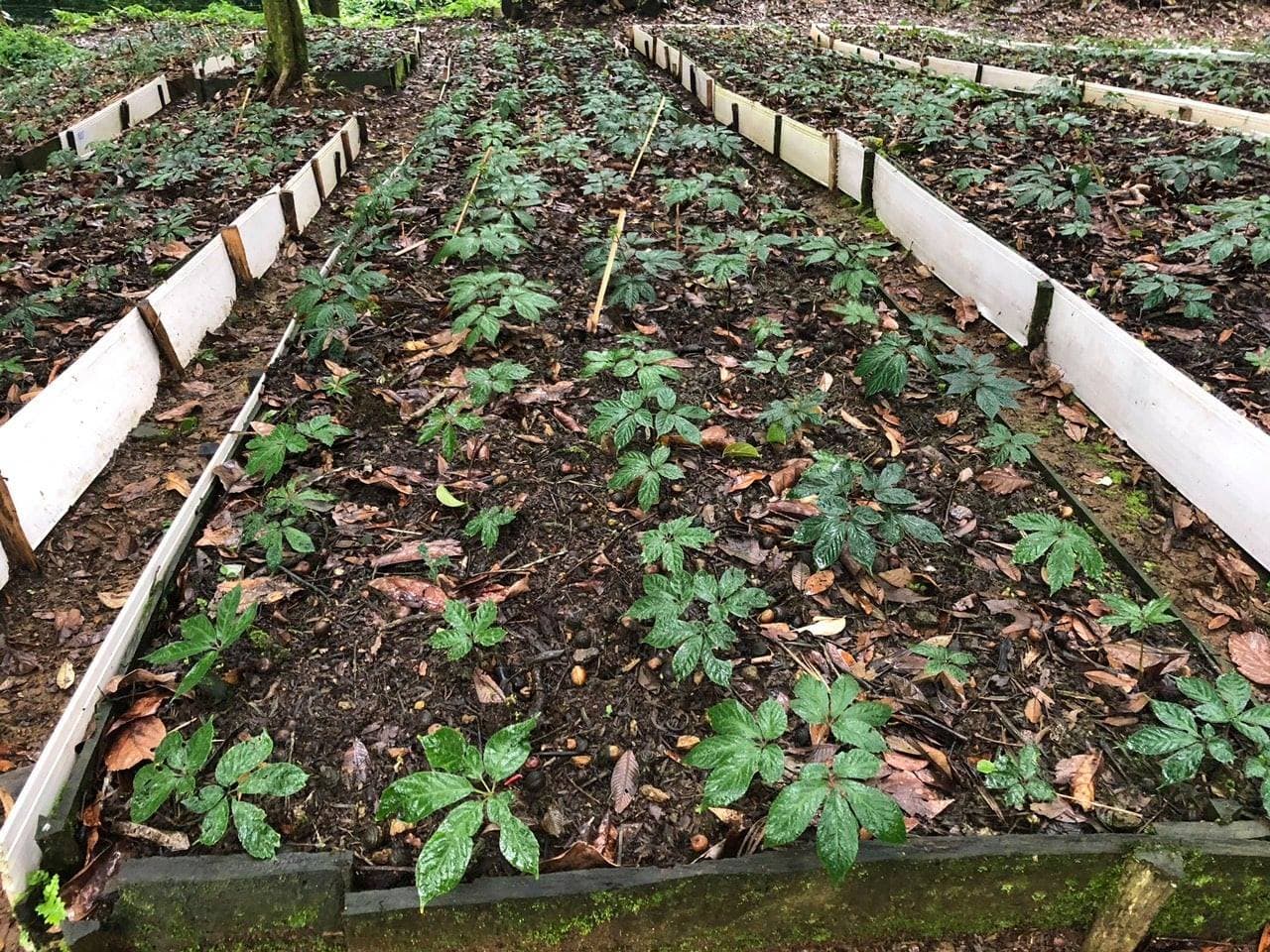 Sâm Ngọc Linh ở Quảng Nam: Tinh Hoa Của Dược Liệu Việt