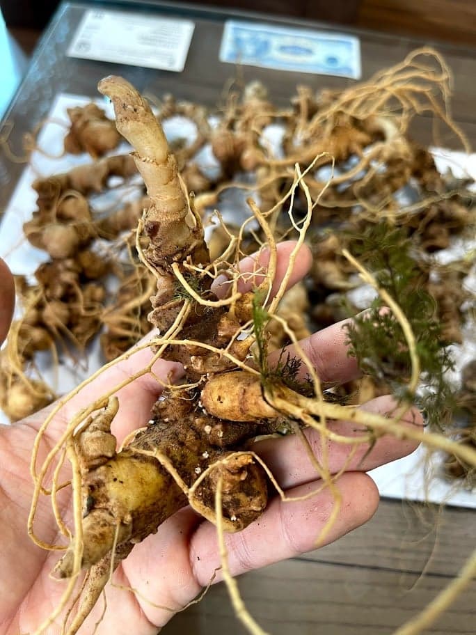 Thành phần hóa học của Sâm Việt Nam