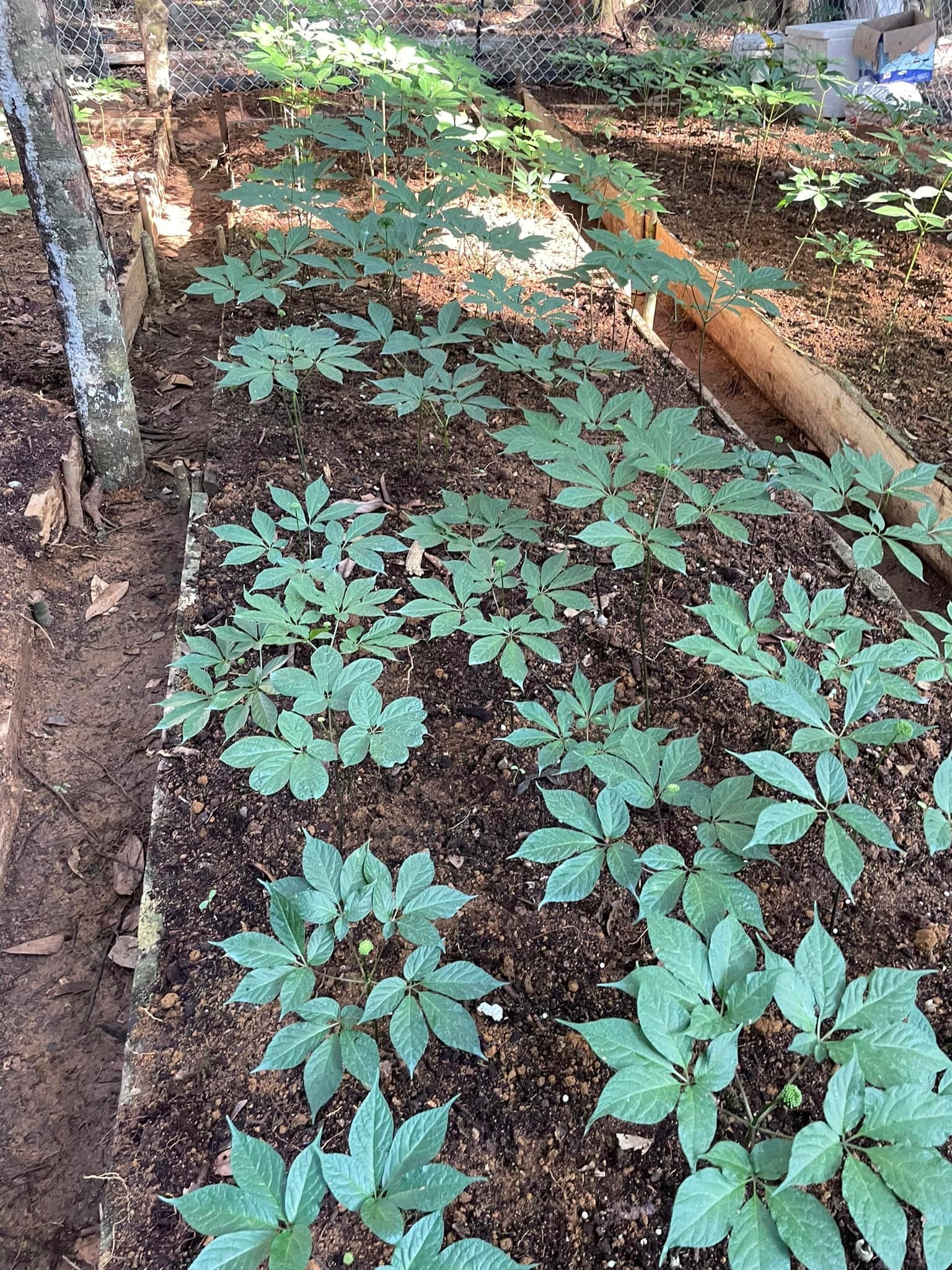 Kỹ thuật trồng sâm Ngọc Linh