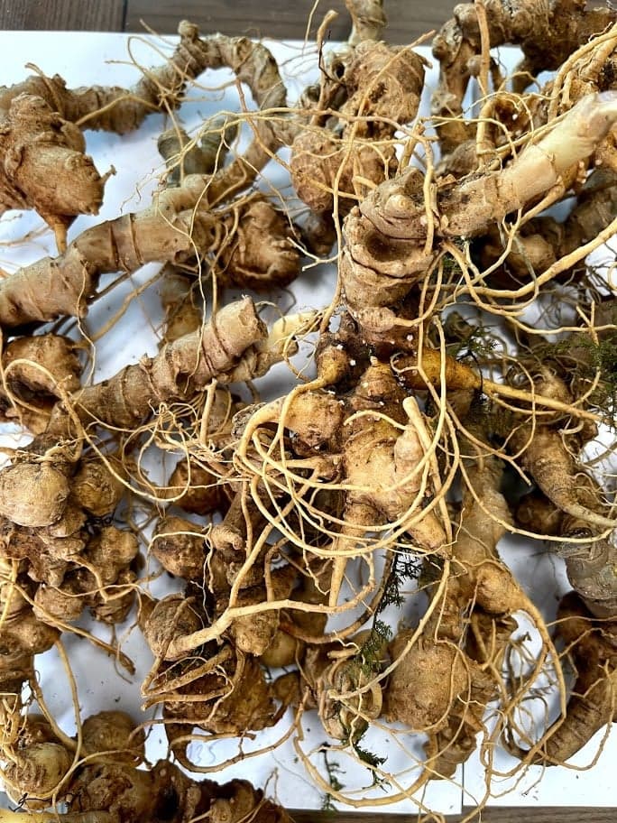 Các loại sâm Ngọc Linh ở Quảng Nam