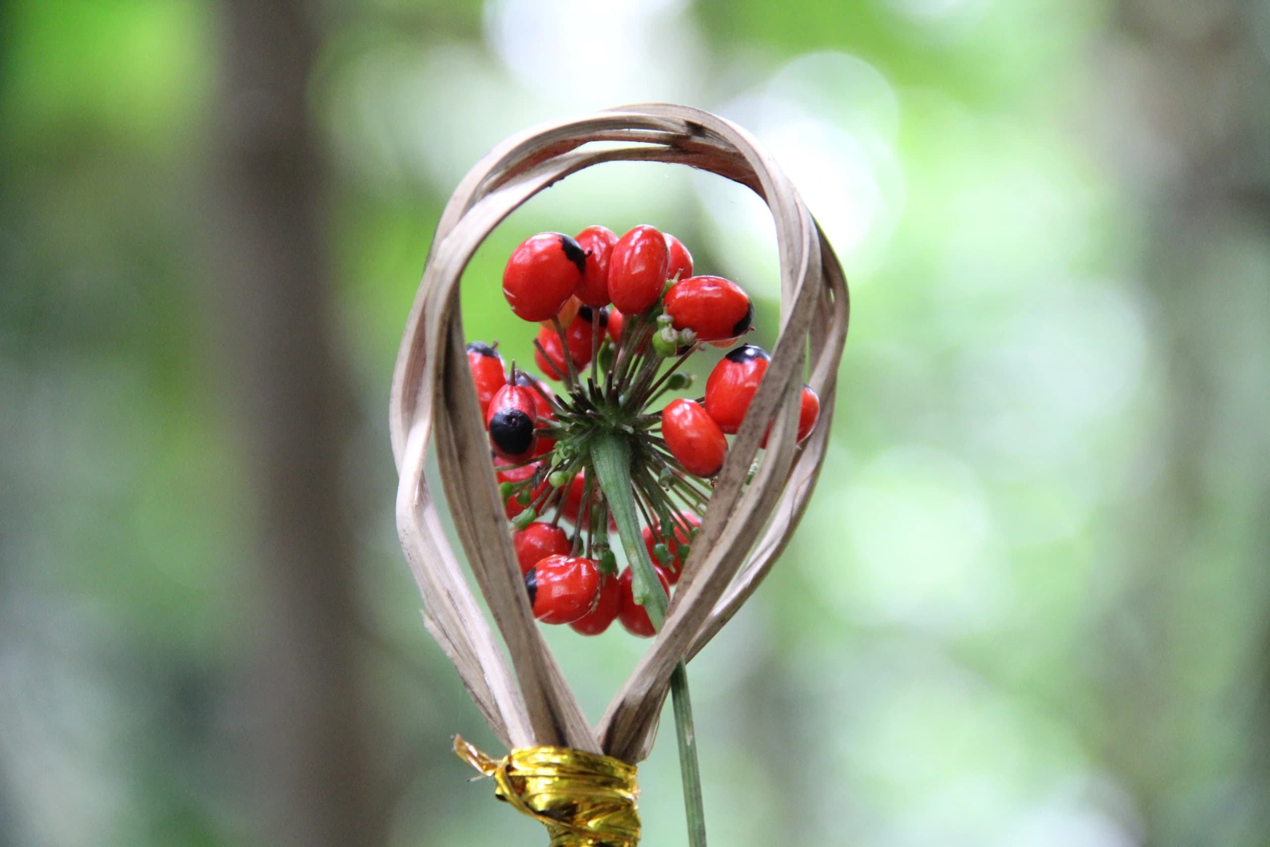 Cách sử dụng hoa sâm Ngọc Linh hiệu quả