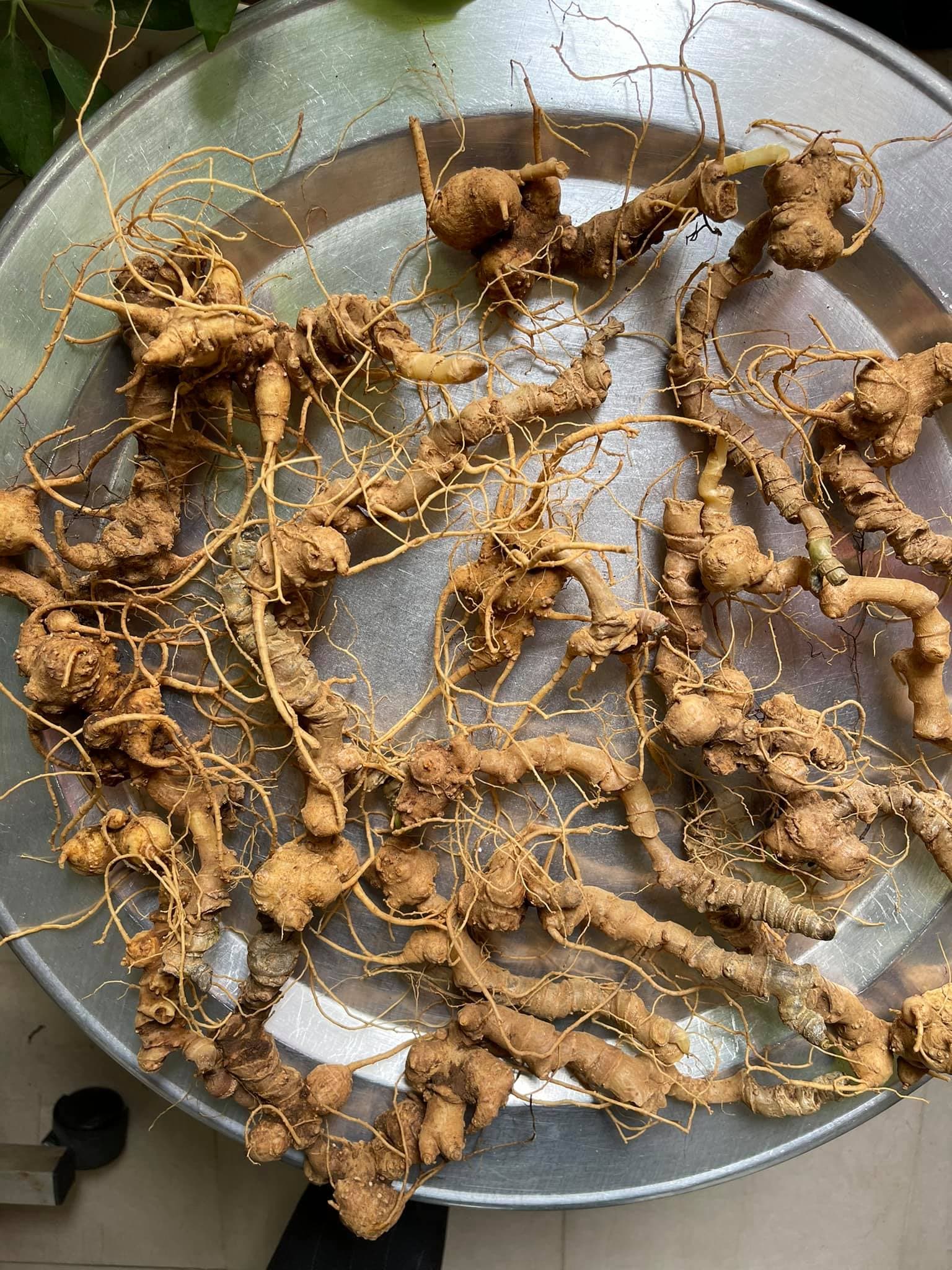 Công dụng của Sâm Việt Nam đối với sức khỏe