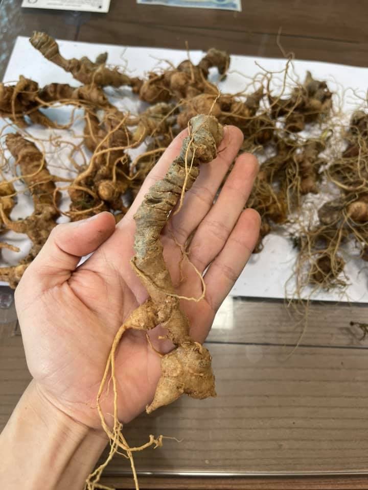 Thu hoạch và bảo quản sâm Ngọc Linh