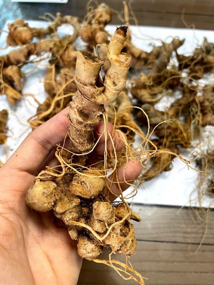 Quá trình thu hoạch và chế biến sâm Ngọc Linh