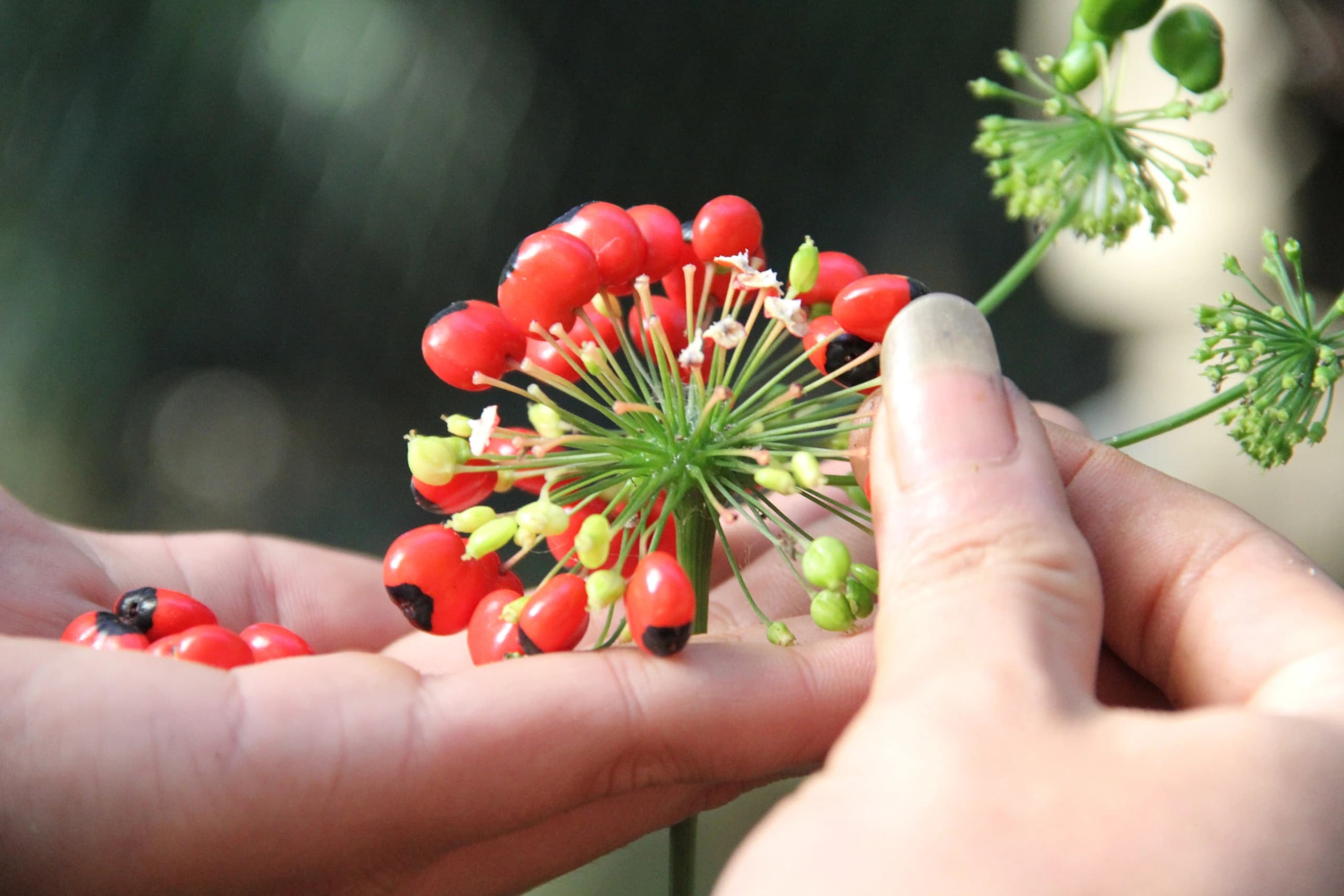 Công dụng của hoa sâm Ngọc Linh đối với sức khỏe