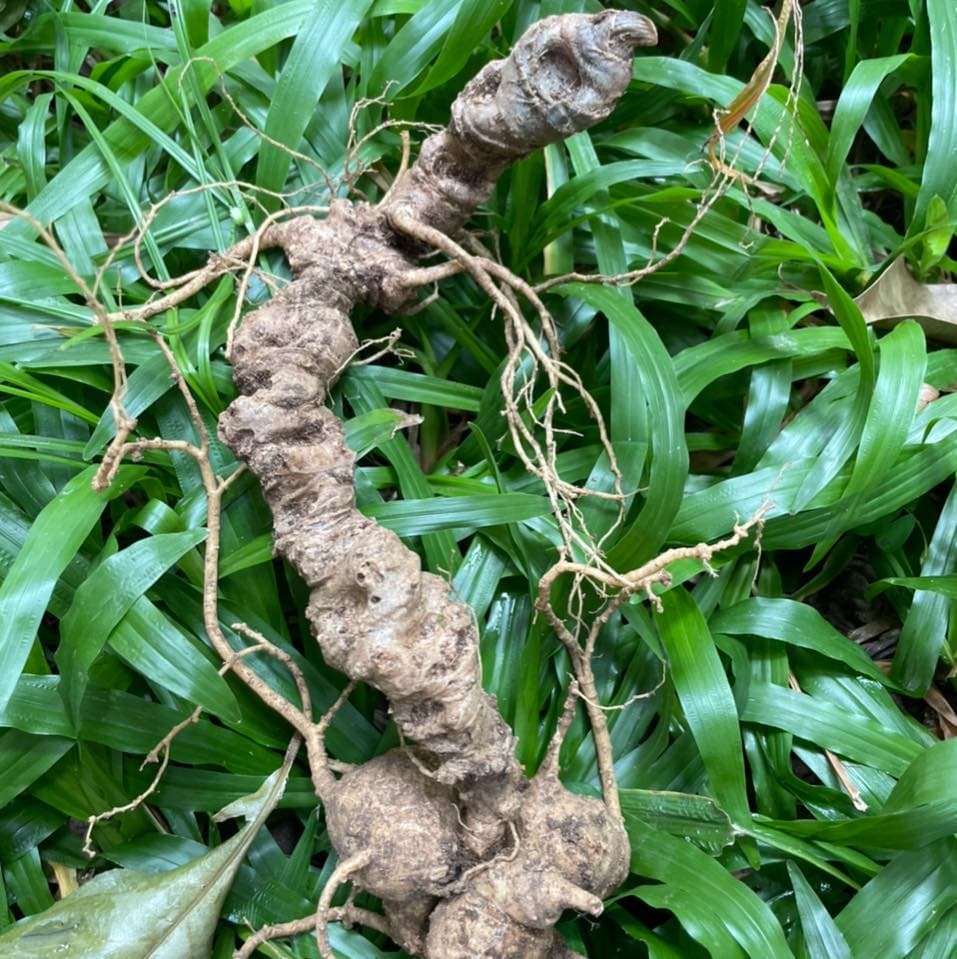 Sâm Việt Nam – Bảo vật quốc gia và những lợi ích tuyệt vời cho sức khỏe