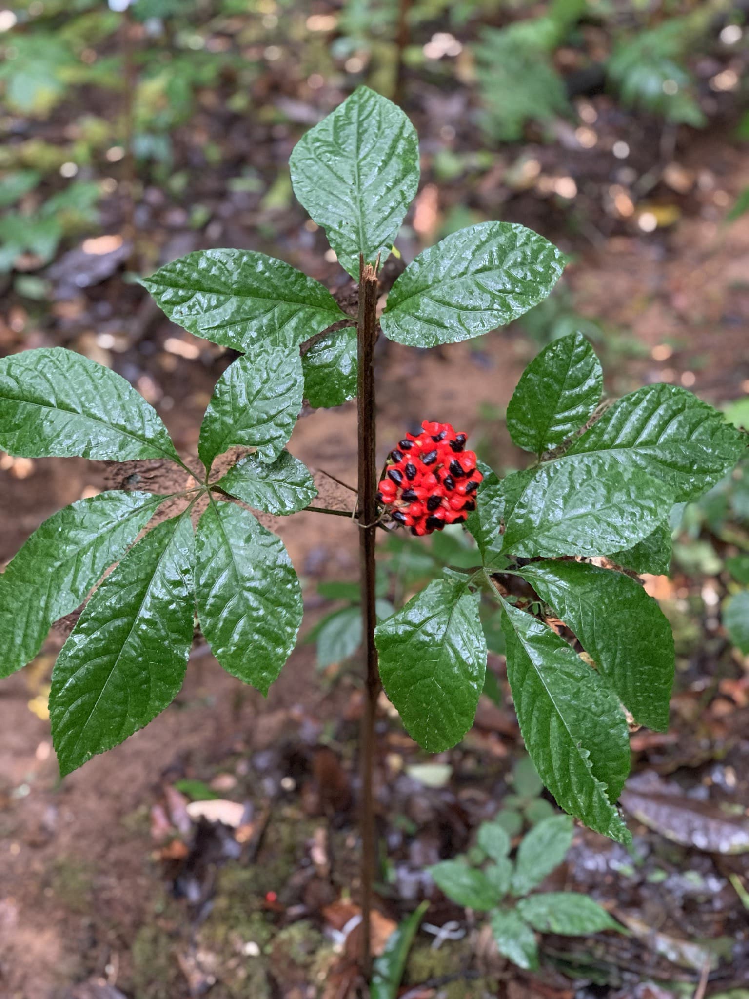 Hỗ trợ chức năng gan, giảm tác hại của rượu bia