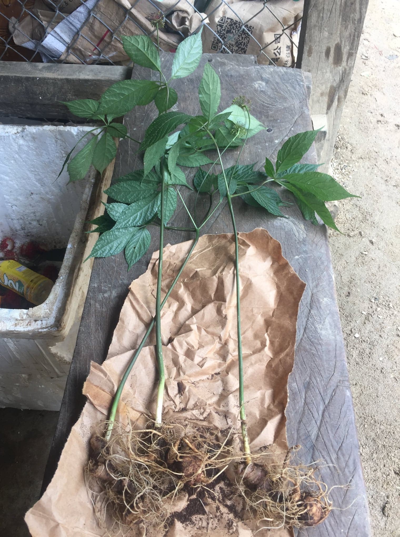 Sâm Ngọc Linh ở Quảng Nam: Tinh Hoa Của Dược Liệu Việt