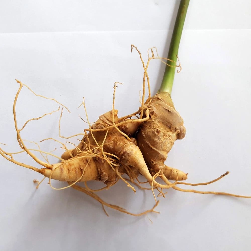 Sâm Ngọc Linh – Thần dược của người suy nhược cơ thể