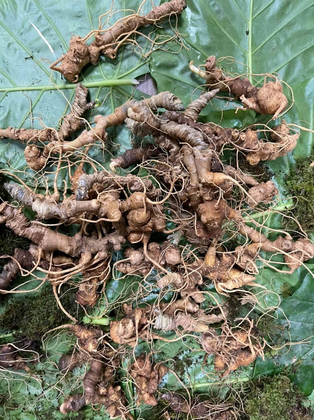 Định nghĩa và quá trình chế biến