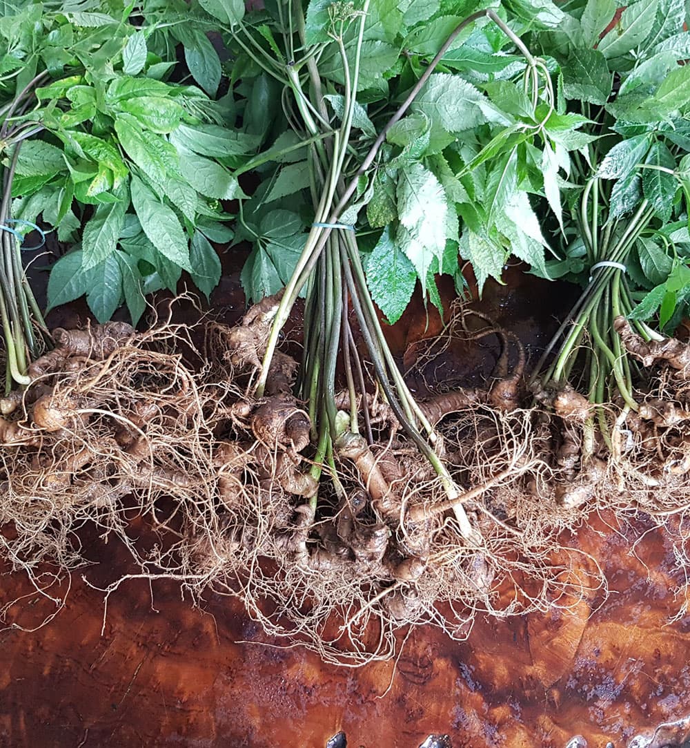 Sâm Ngọc Linh – báu vật của Việt Nam