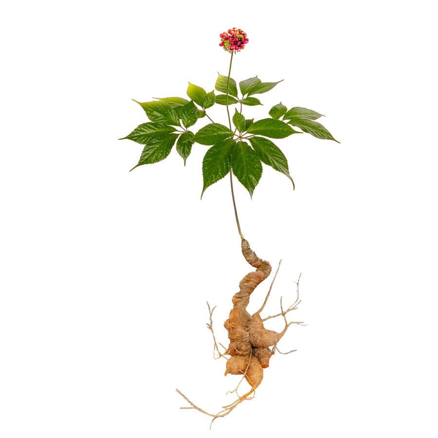 Tác dụng của sâm Ngọc Linh đối với người bị suy nhược cơ thể