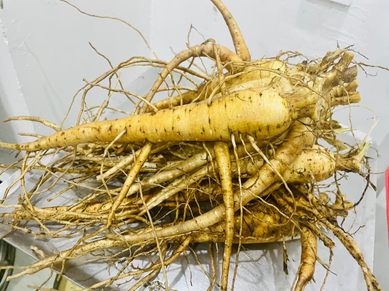 Các loại sâm khác ở Việt Nam