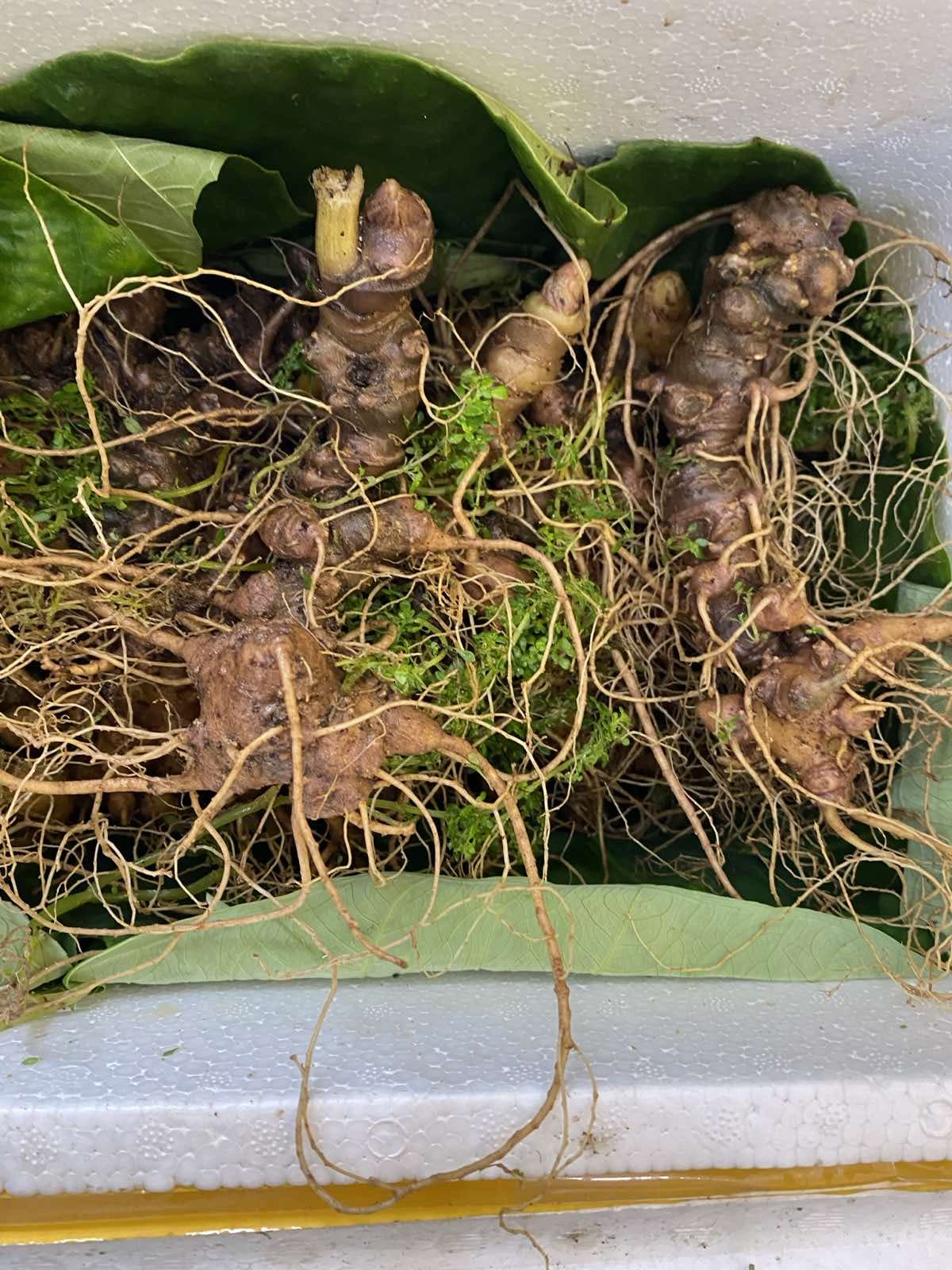 Những lưu ý khi sử dụng sâm Ngọc Linh