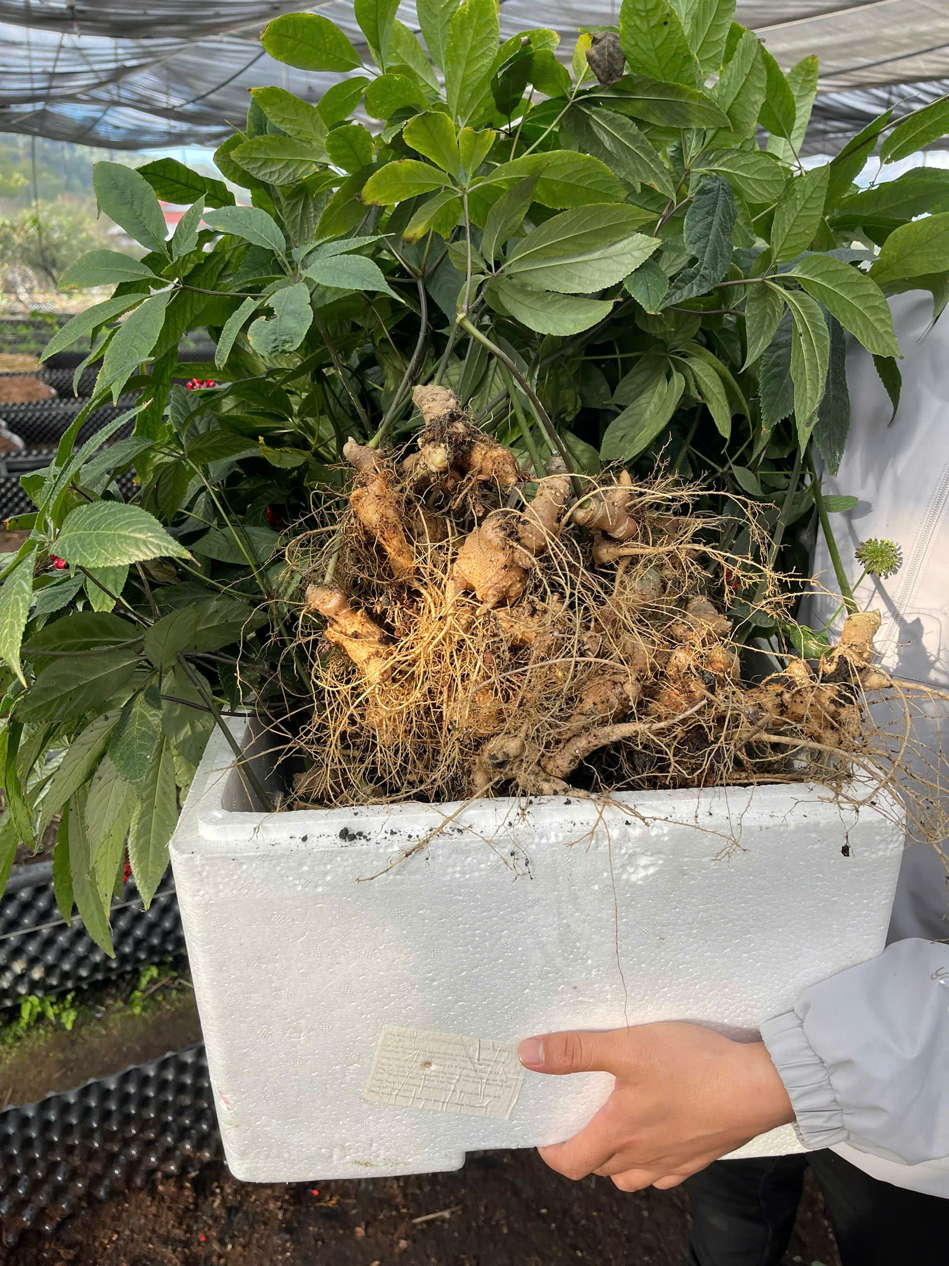 Sâm Việt Nam có bao nhiêu loại? Tổng hợp các loại sâm quý ở Việt Nam