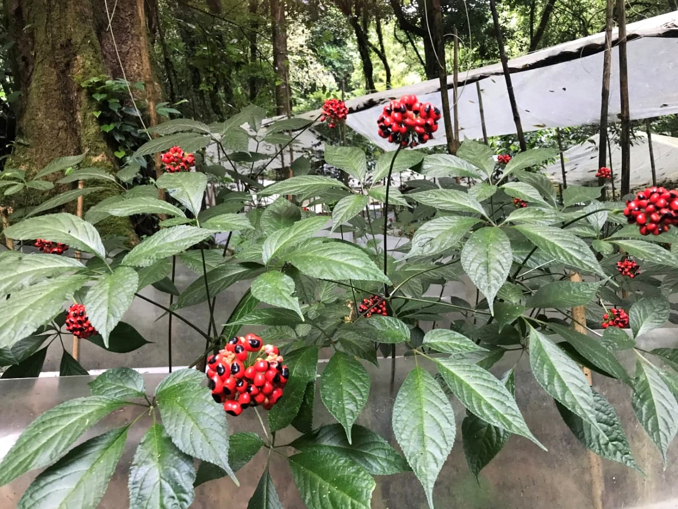 Những cách dùng sâm Ngọc Linh cho người suy nhược cơ thể hiệu quả