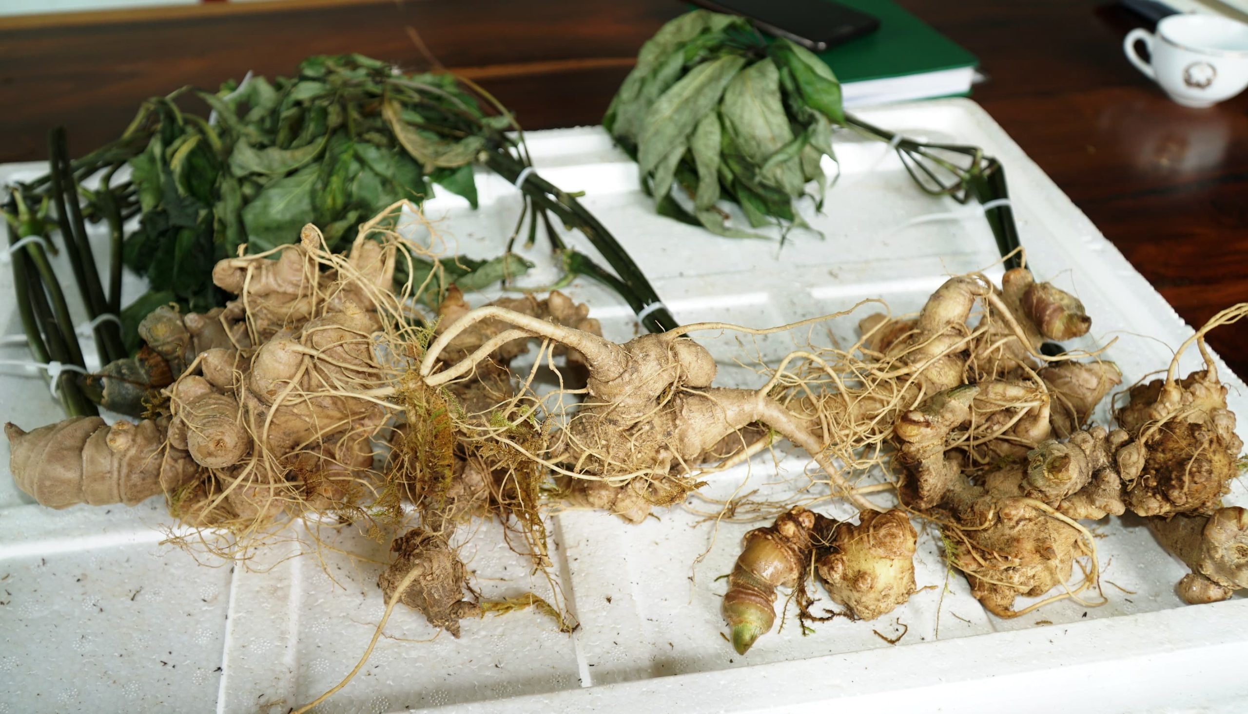 Sự khác biệt của sâm tươi và sâm sấy khô cho sức khỏe của bạn