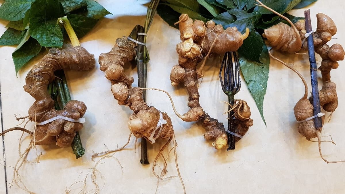 Sâm Việt Nam có bao nhiêu loại? Tổng hợp các loại sâm quý ở Việt Nam