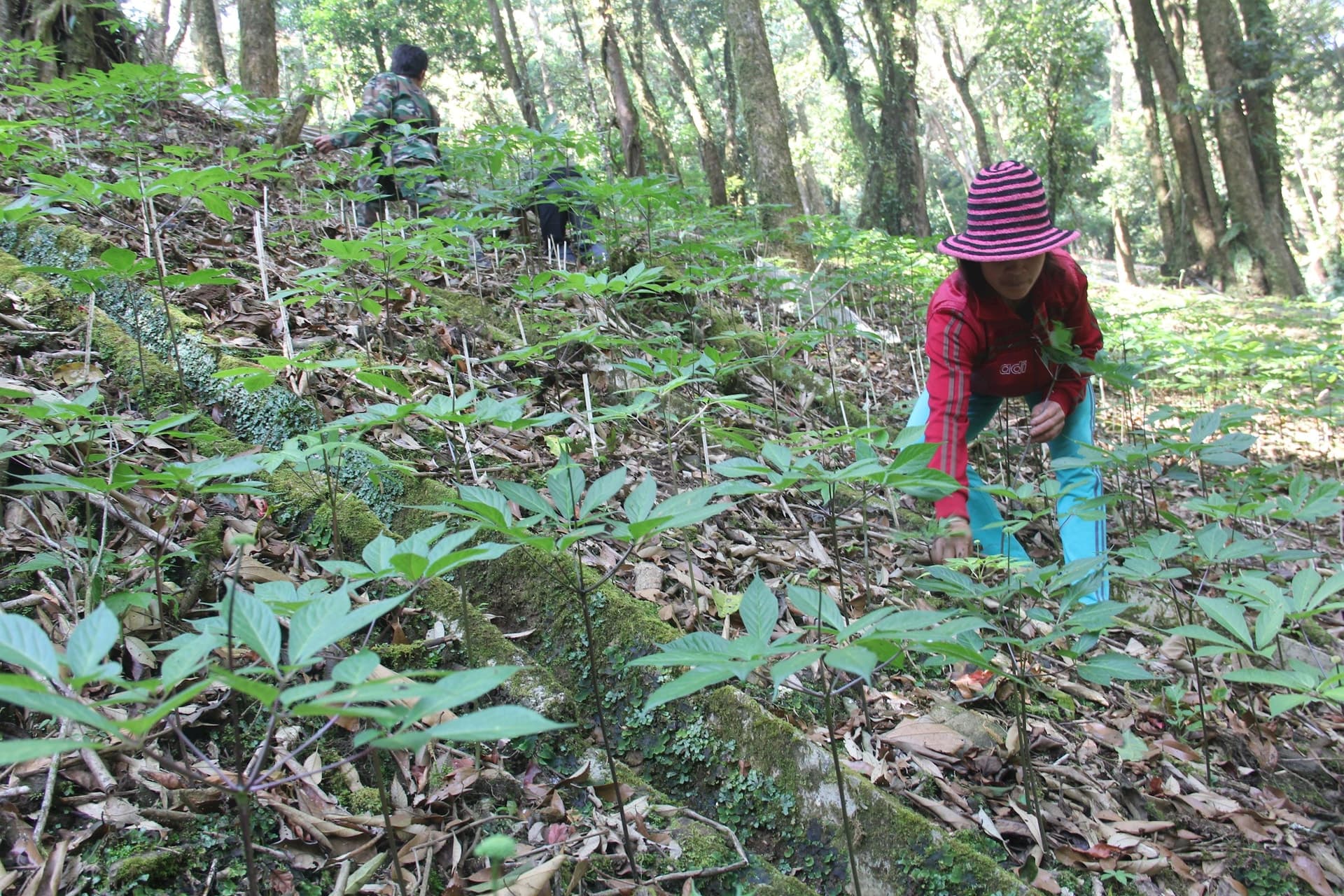 Trà lá sâm là gì?