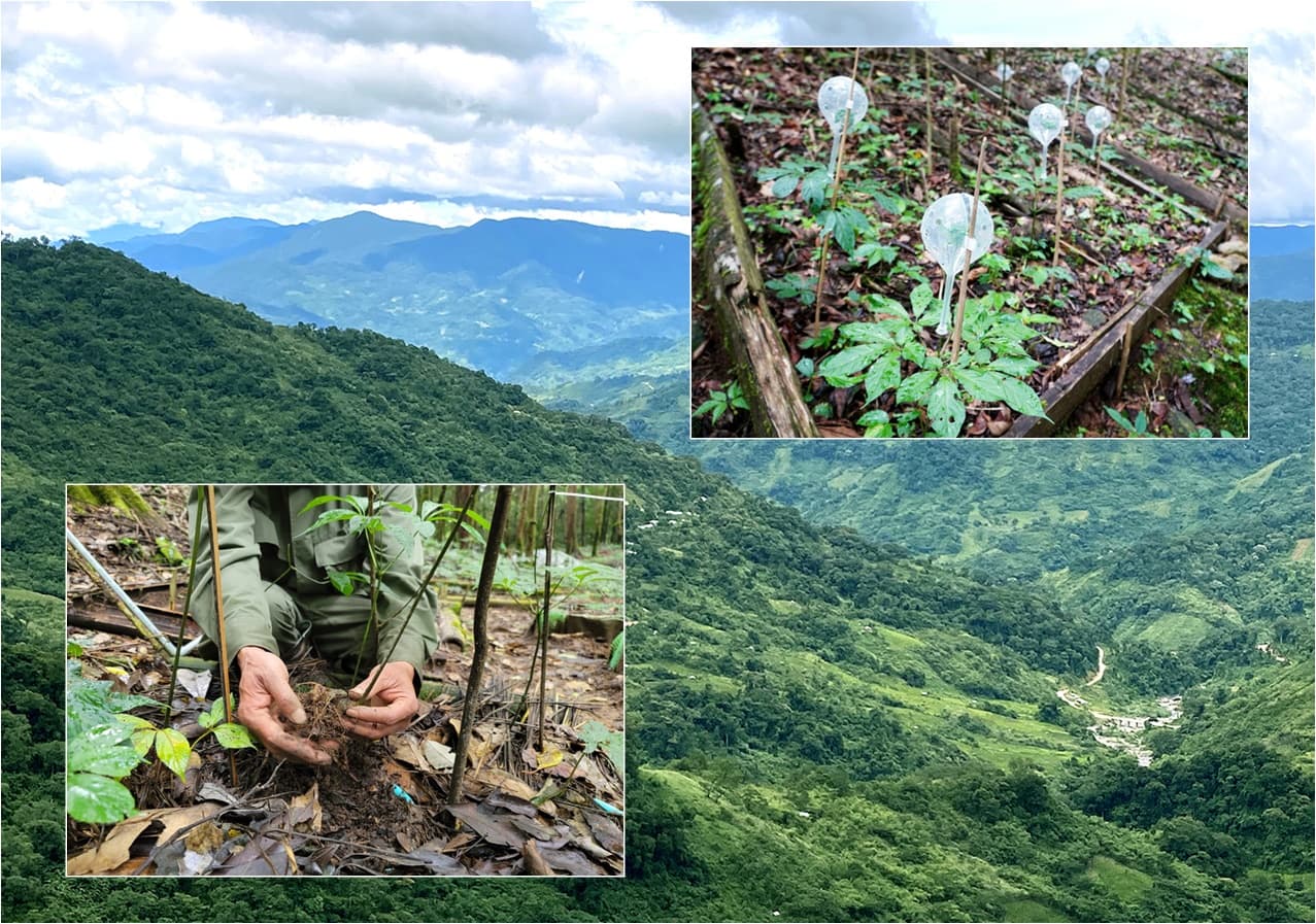 Sâm Việt Nam là gì? Vì sao nó được gọi là “Báu vật” của Việt Nam?