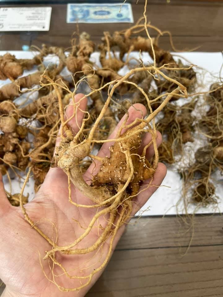 Sâm Việt Nam và bệnh ung thư: Sự thật về cơ chế tác động