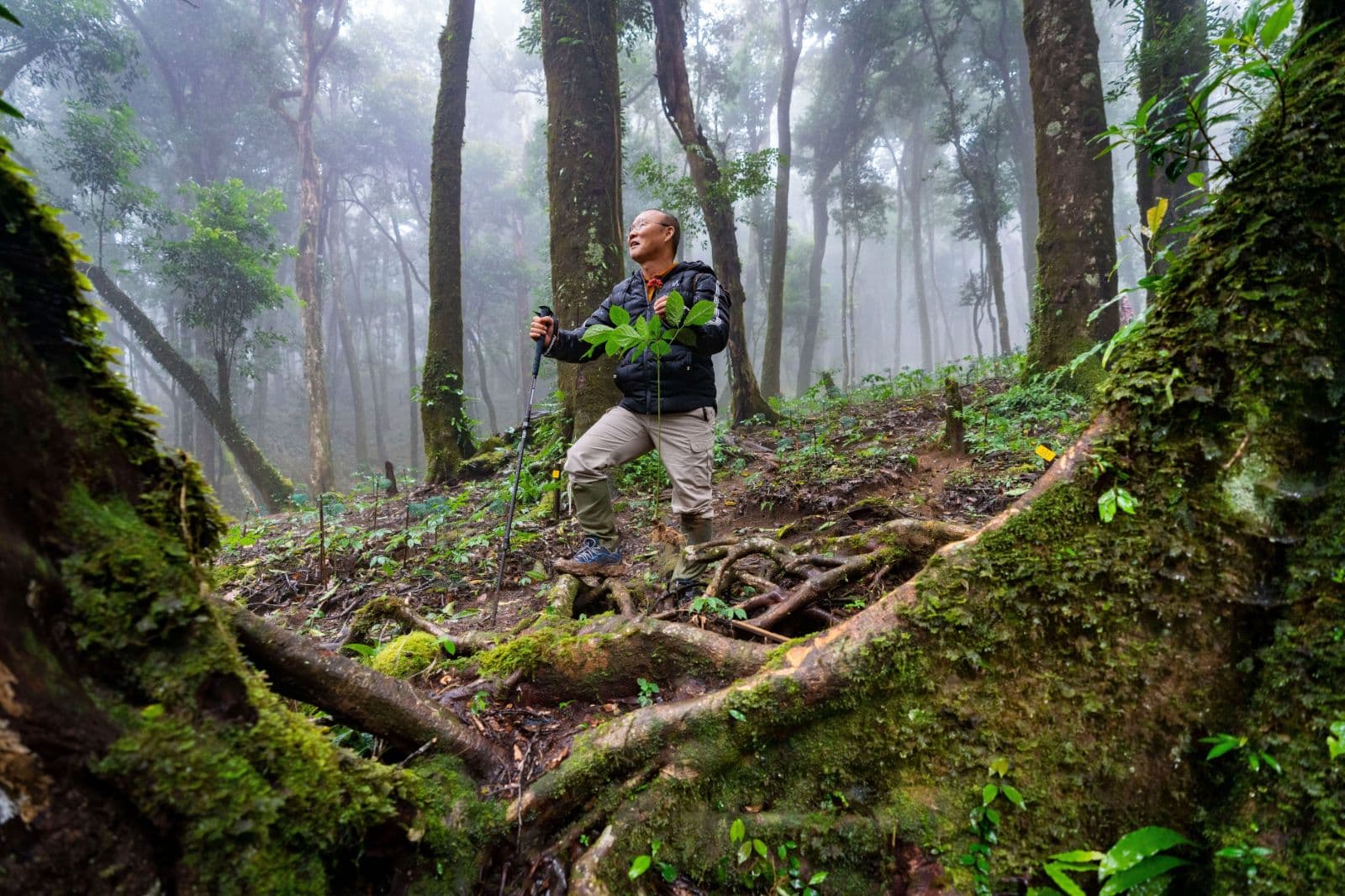 Sâm Việt Nam Và Bệnh Ung Thư: Sự Thật Về Công Dụng Chữa Bệnh