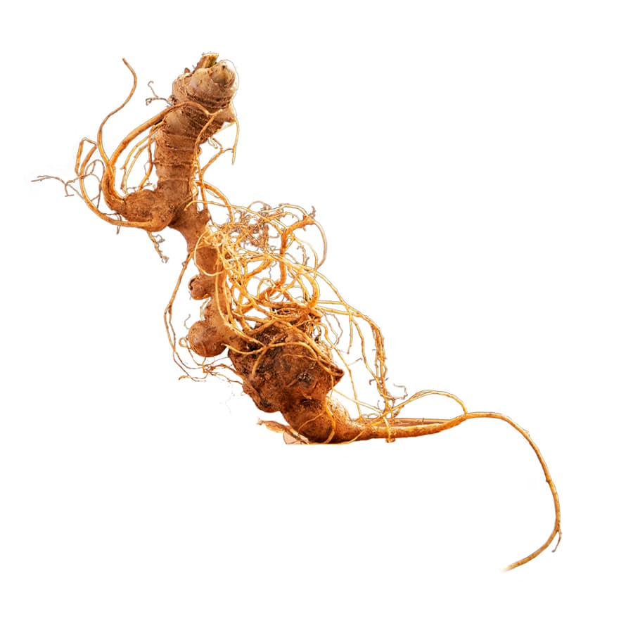 Cách bảo quản sâm tươi bằng phương pháp lạnh