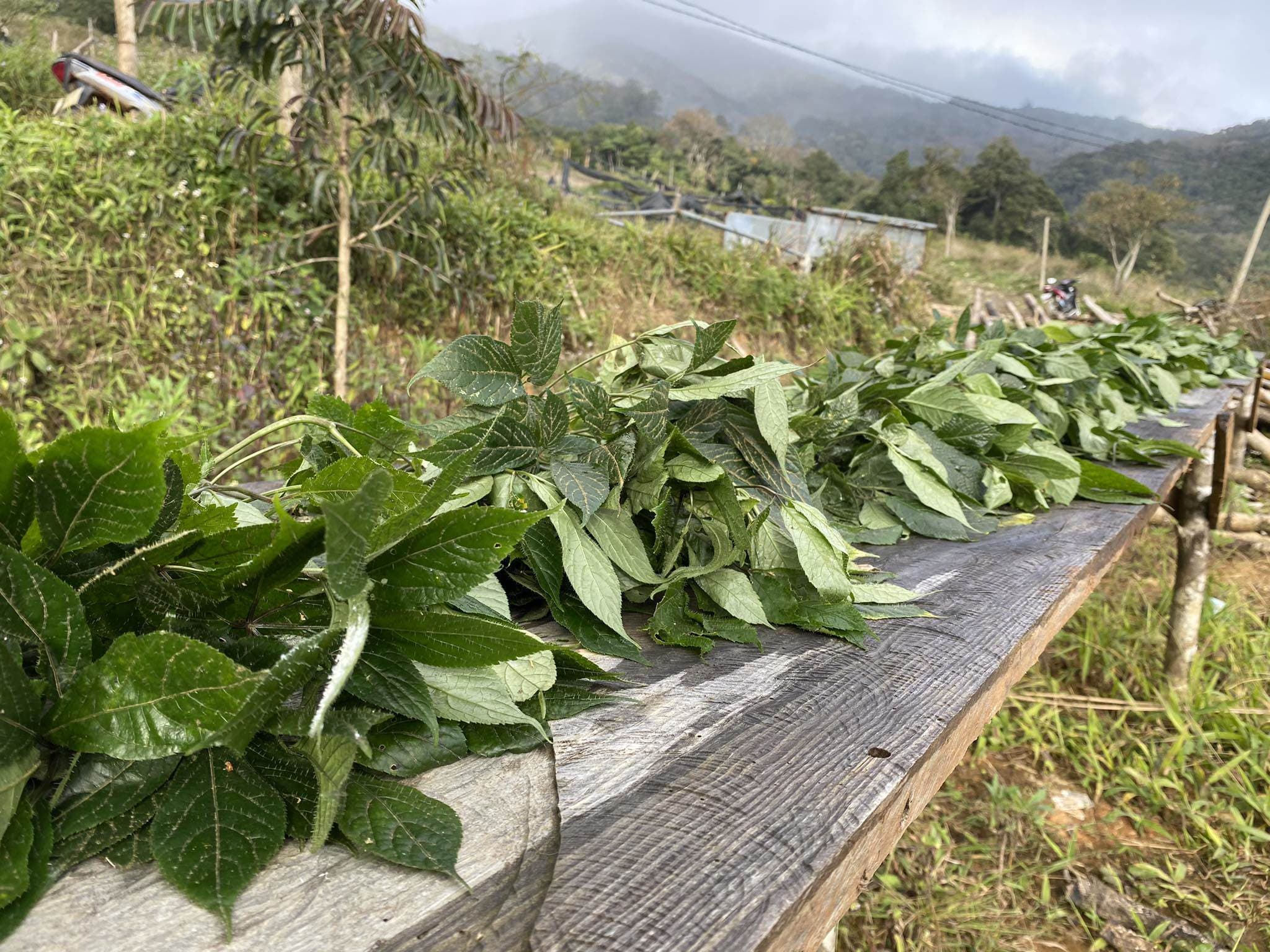 [GIẢI ĐÁP]: Phụ nữ mang thai uống trà lá sâm có được không?