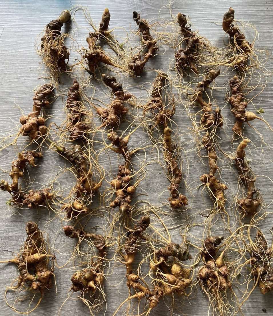 Hướng Dẫn Chi Tiết Cách Bảo Quản Sâm Tươi Chuẩn Nhất