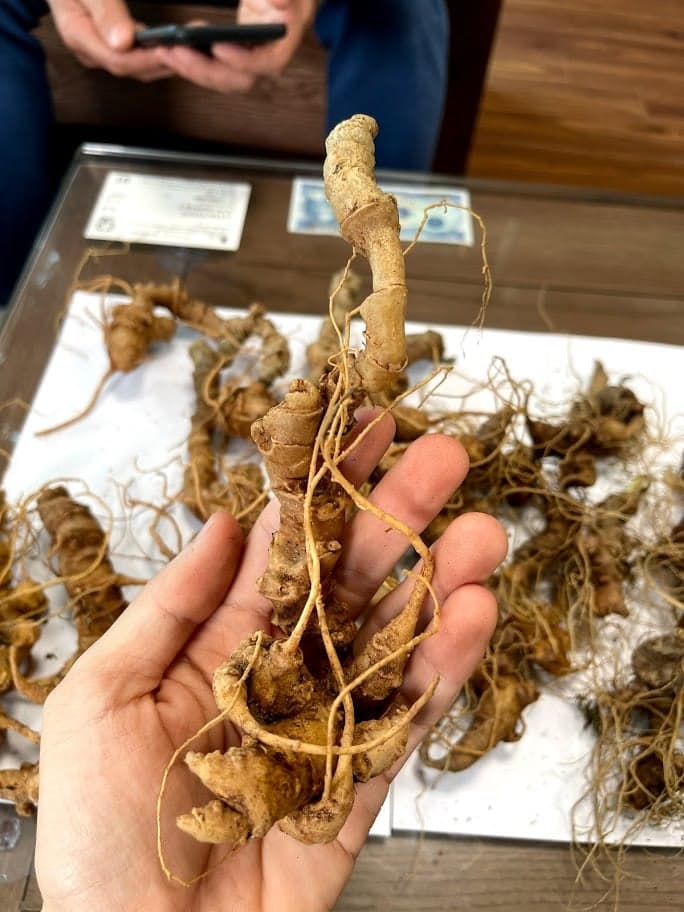 Sâm Việt – Di sản quý từ núi rừng