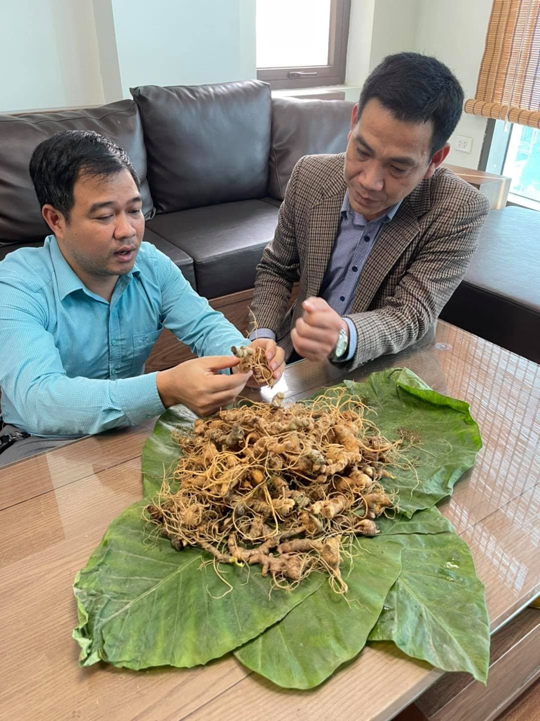 Cách sử dụng sâm Việt sấy khô hiệu quả