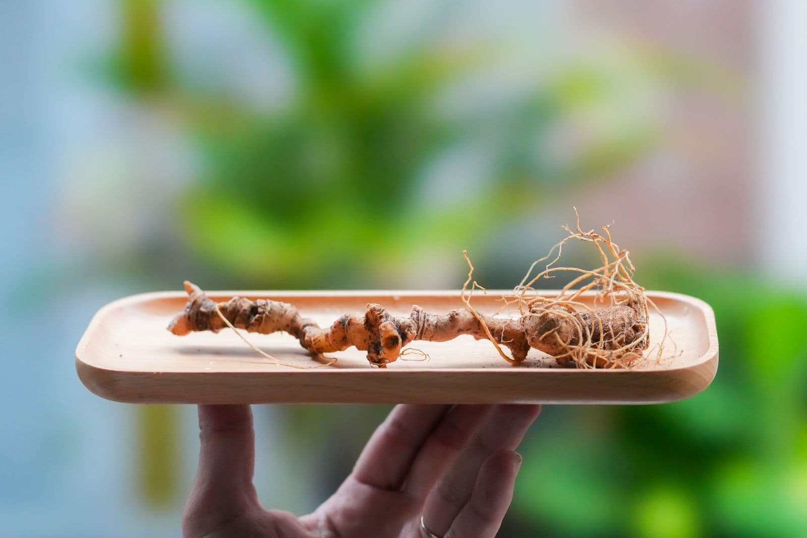 Một số sai lầm phổ biến khi bảo quản trà lá sâm