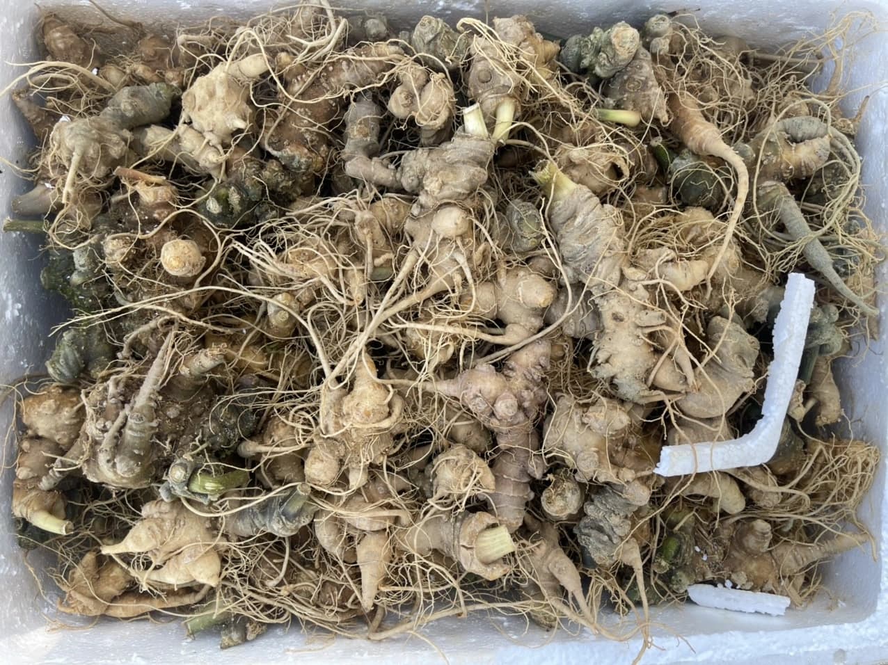 Tổng quan về sâm khô