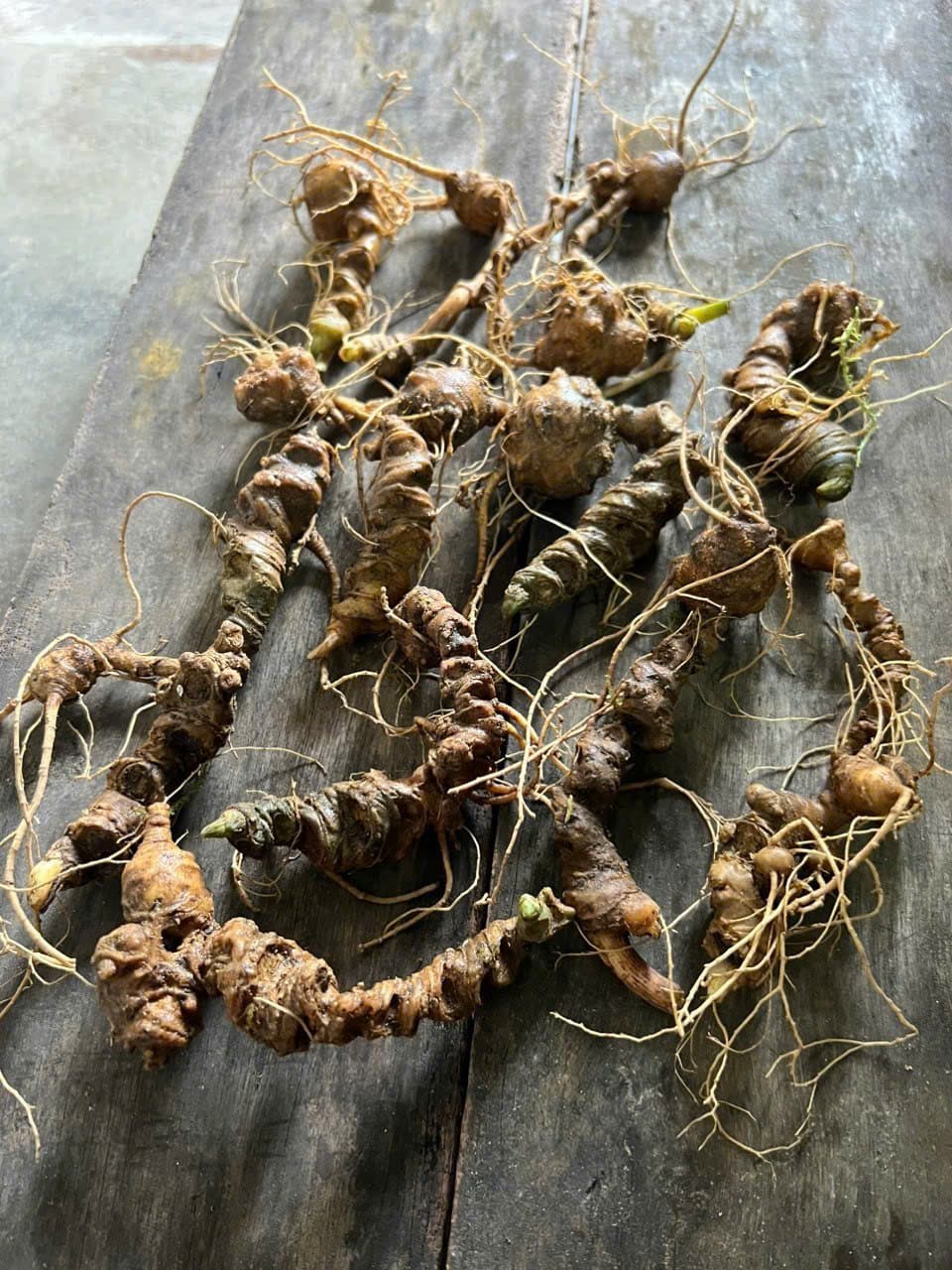 Sâm khô có cần để tủ lạnh không?