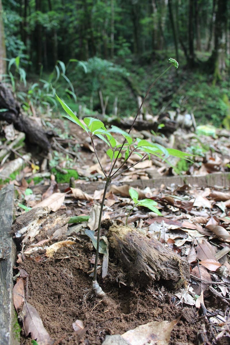 Hướng dẫn uống sâm sấy khô đúng cách khi đang điều trị bệnh